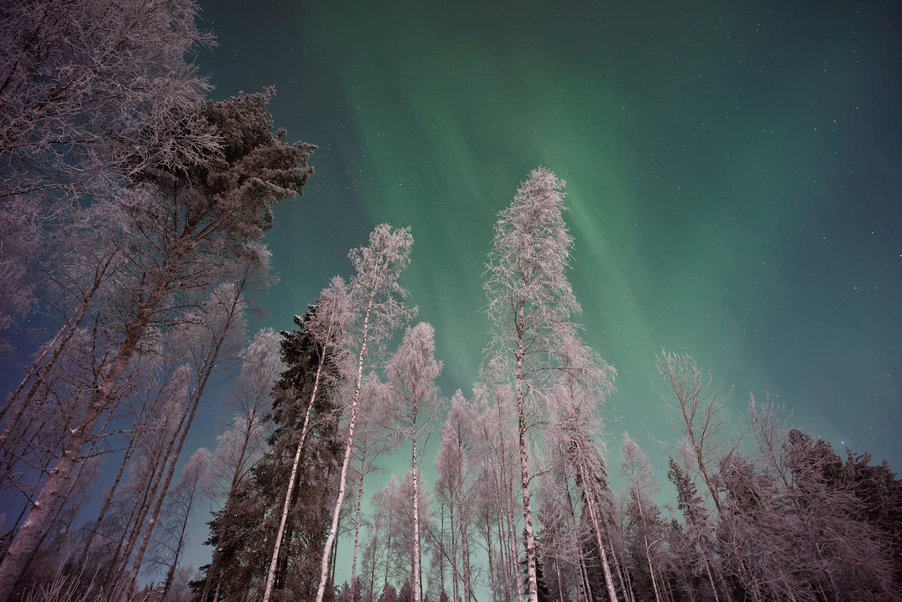 Тунги ўрмон узра шимол ёғдуси